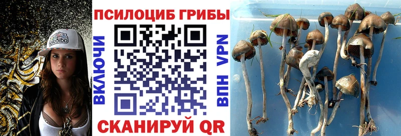 наркошоп  Михайловка  Галлюциногенные грибы Psilocybe 